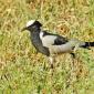 Blacksmith Lapwing