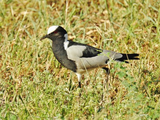 Blacksmith Lapwing