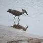 Hamerkop