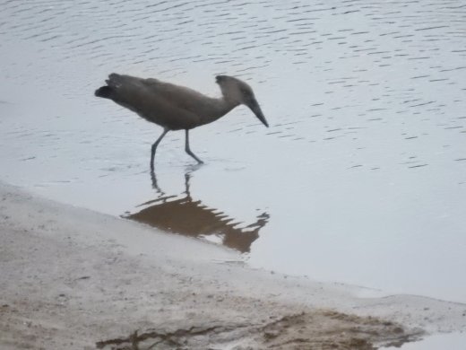 Hamerkop