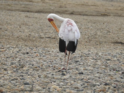 Yellow-billed Stork Pair