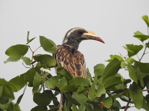 African Grey Hornbill