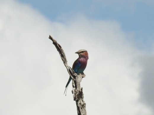 Lilac-breasted Roller