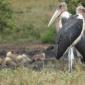Marabou Storks