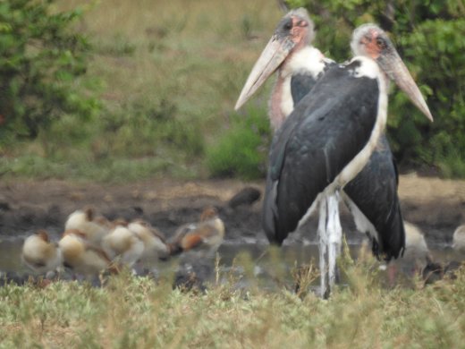 Marabou Storks