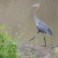 Goliath Heron