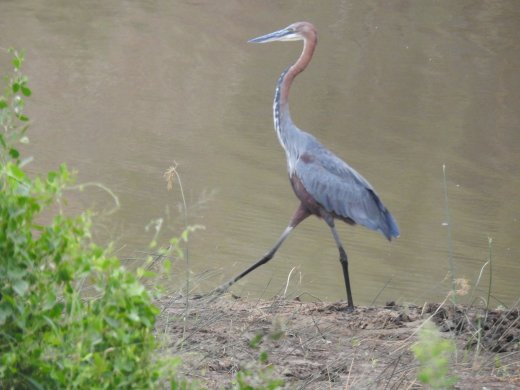 Goliath Heron