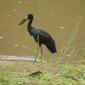 African Openbill