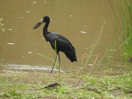 African Openbill