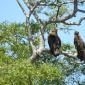 Pair of Tawny Eagles