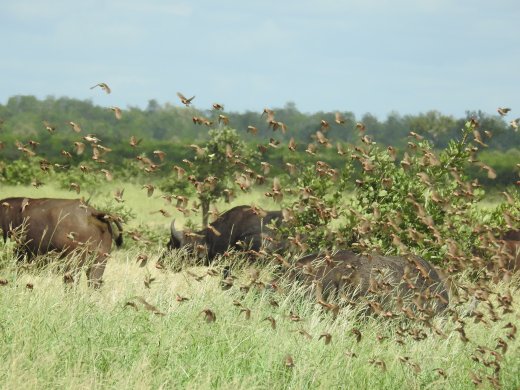 Buffalo & Birds