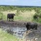 Buffalo at Water