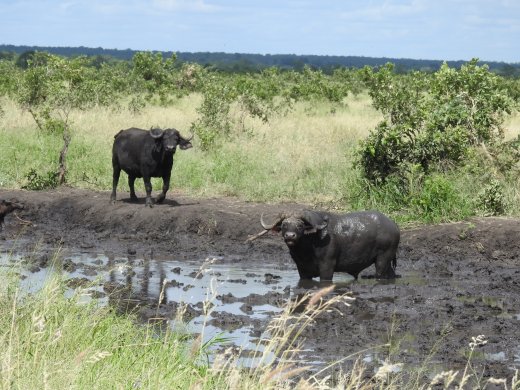 Buffalo at Water