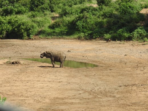Elephant in Shingwedzi River Bed 