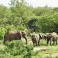 Elephants - Opposite shore of Shingwedzi River