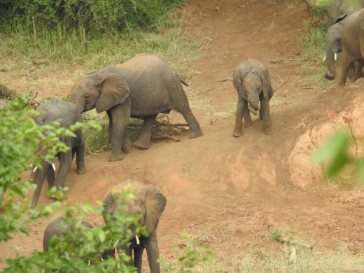 Ellies going to water