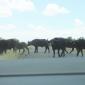 Buffalo Roadblock