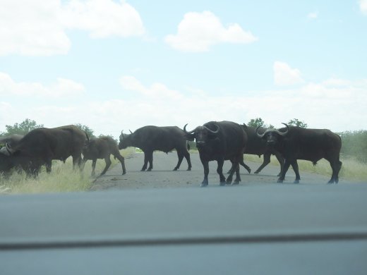 Buffalo Roadblock