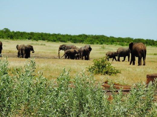Ellies at Klein Nshawu