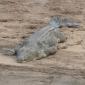 Crocodile