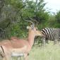 Male Impala+Zebra