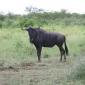 Wildebeest