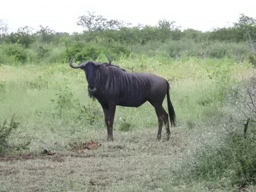 Wildebeest