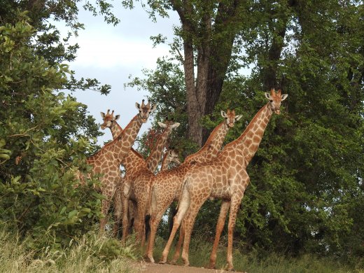 Giraffe Group