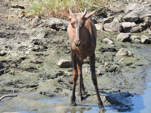Tsessebe Calf