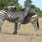 Zebra Buddies