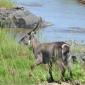 Waterbuck