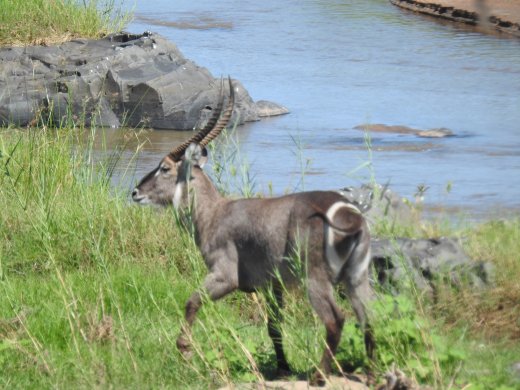 Waterbuck