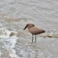 Hamerkop