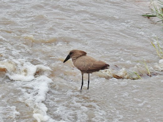 Hamerkop
