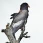 Bateleur Eagle