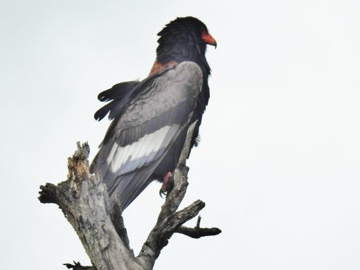 Bateleur Eagle