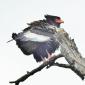 Bateleur Eagle