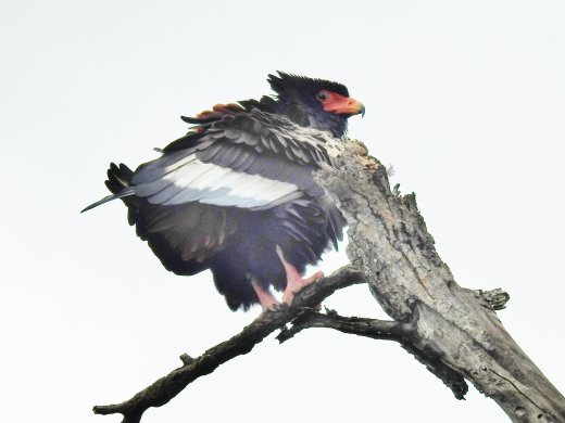 Bateleur Eagle