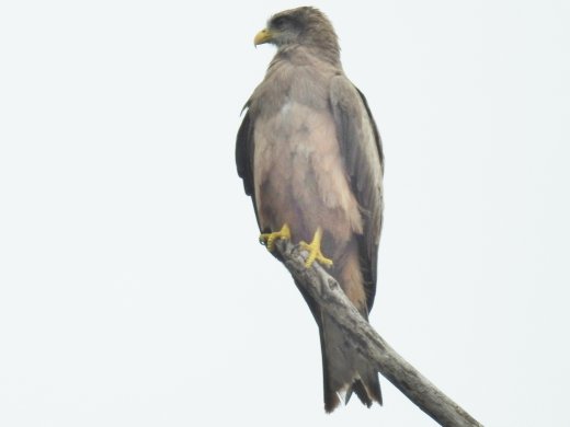 Yellow-billed Kite