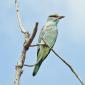 European Roller