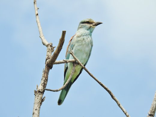 European Roller