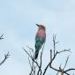 Lilac-breasted Roller