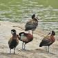White-faced Duck