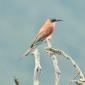 Southern Carmine Bee-eater