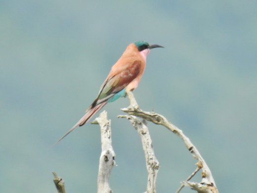 Southern Carmine Bee-eater