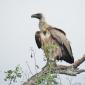 White-backed Vulture