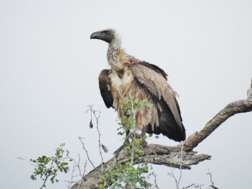 White-backed Vulture