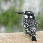 Pied Kingfisher