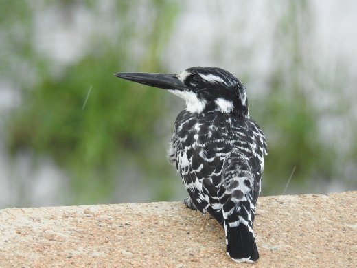 Pied Kingfisher