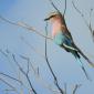 Lilac-breasted Roller
